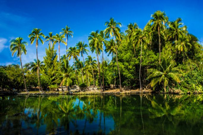 The Island: Adventures and Survival Skills