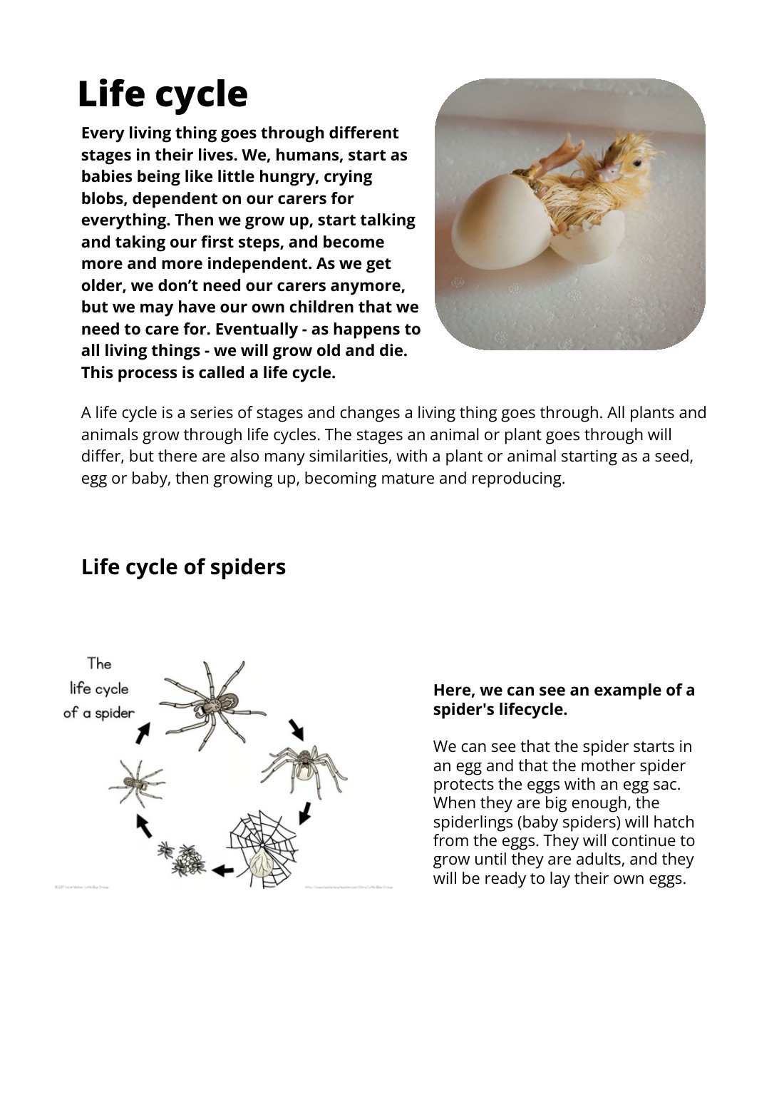 First page of Life Cycle Factsheet