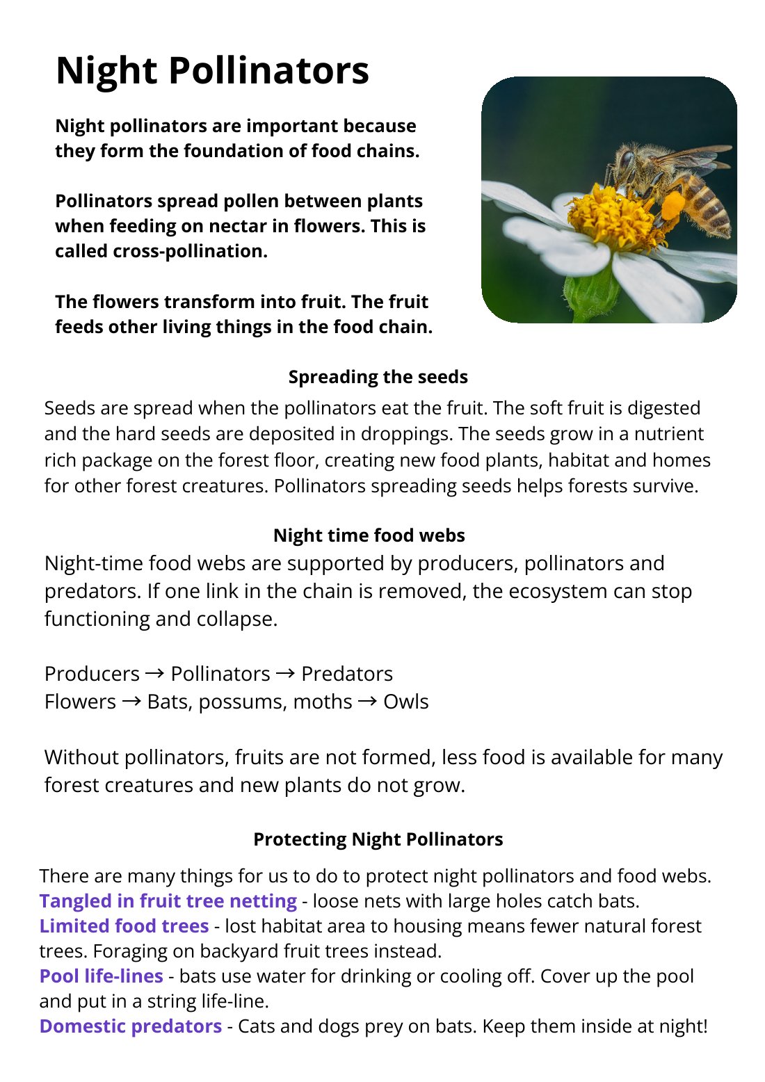 First page of Night Pollinators Factsheet