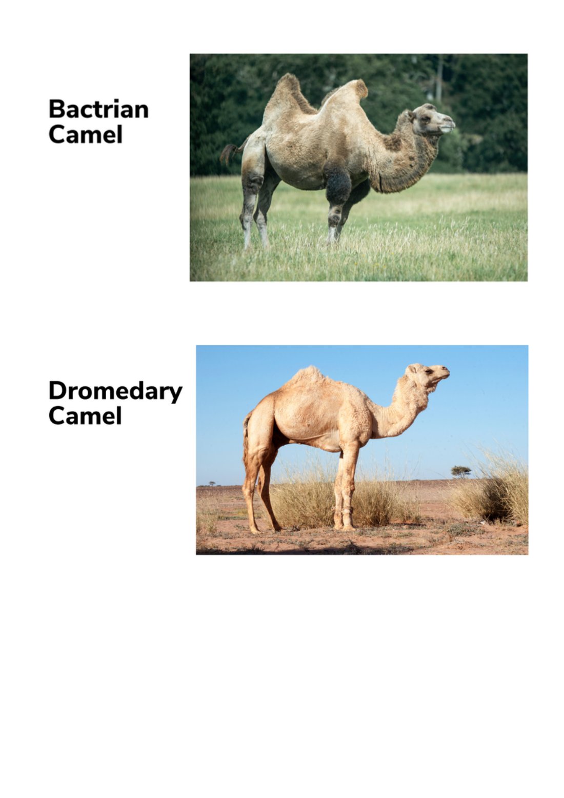 First page of Camel Factsheet