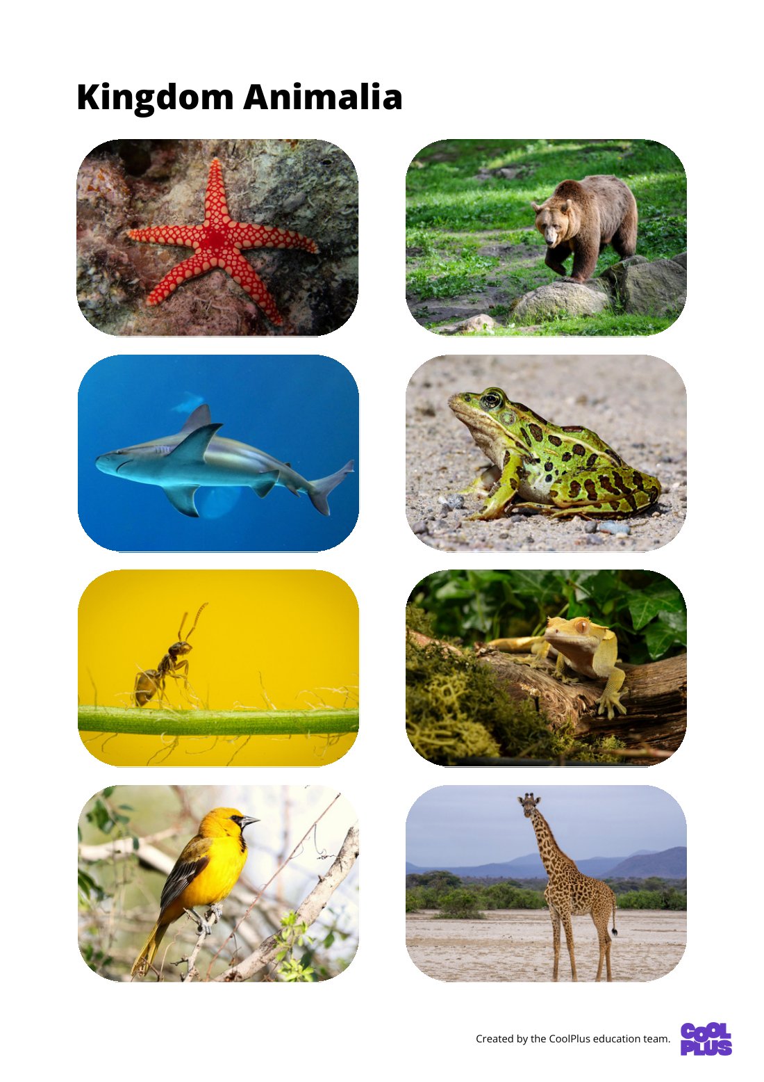 First page of Kingdom Animalia Factsheet
