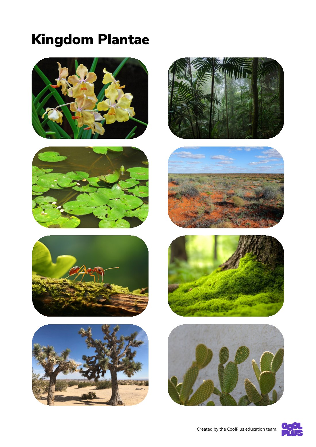 First page of Kingdom Plantae Factsheet