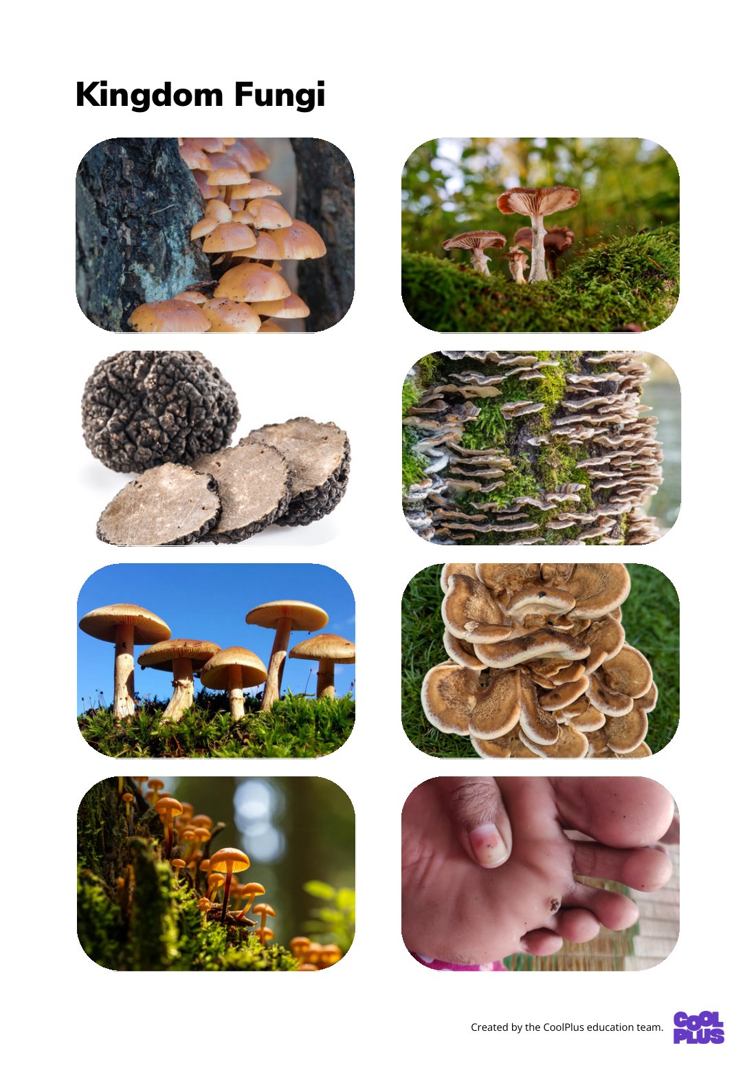 First page of Kingdom Fungi Factsheet