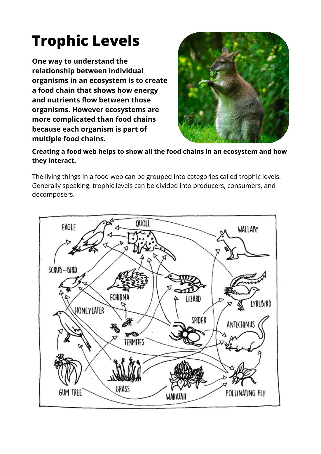 First page of Trophic Levels Factsheet