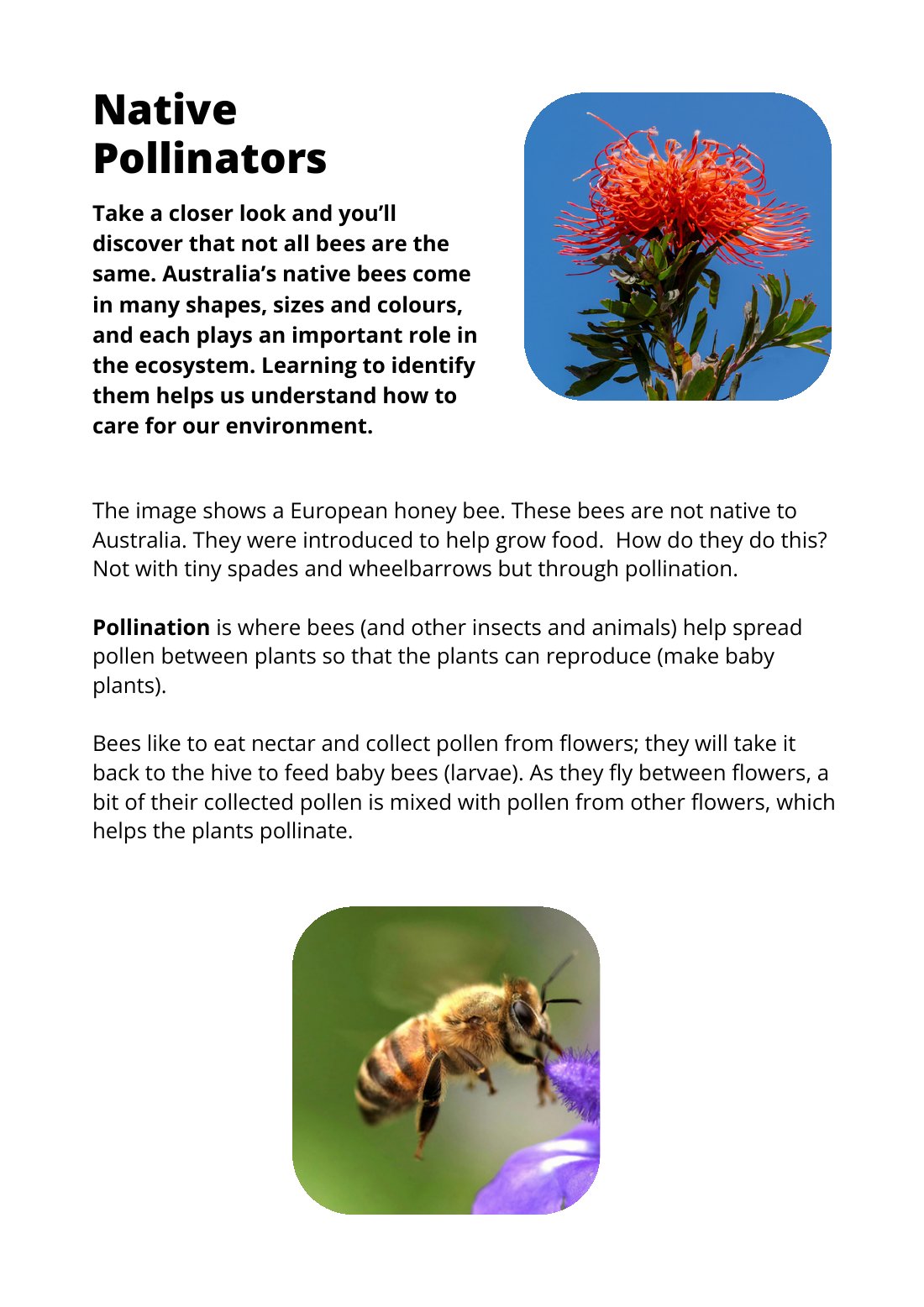 First page of Native Pollinators Factsheets