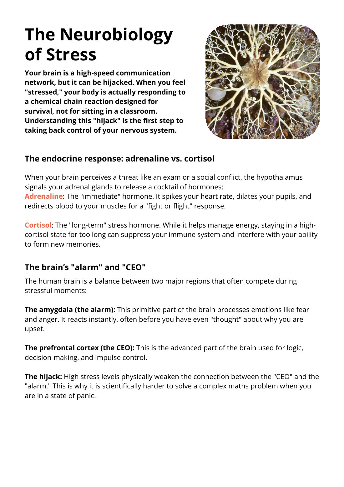 First page of The Neurobiology of Stress Factsheet