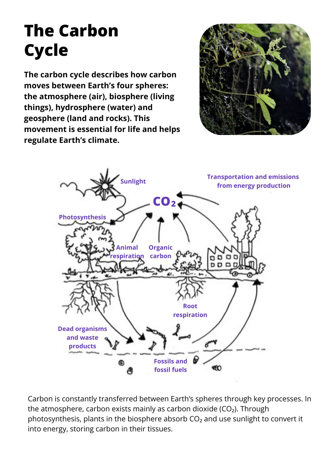 First page of The Carbon Cycle Factsheet