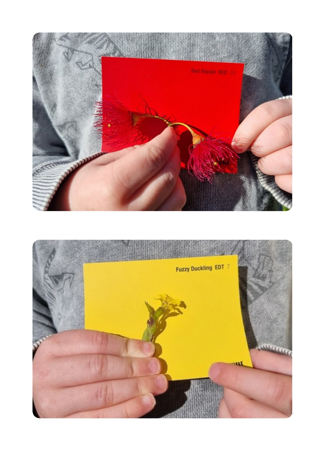 First page of Rainbow Colour Chip Images