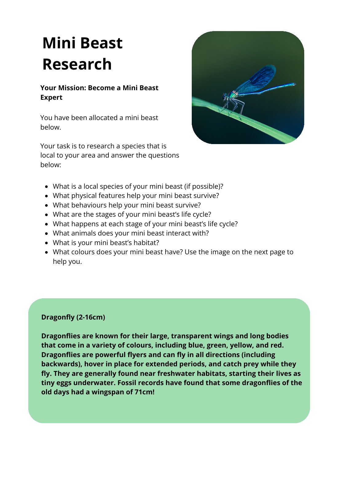 First page of Mini Beast Research Dragonfly Worksheet