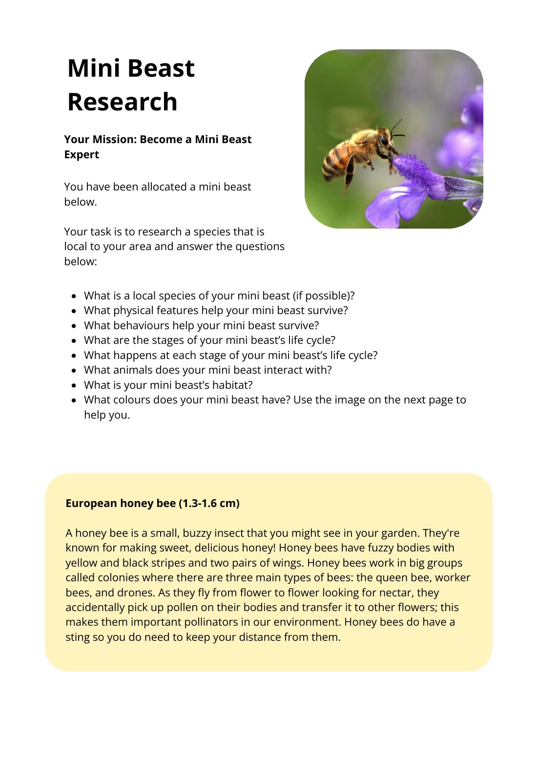 First page of Mini Beast Research European Honey Bee Worksheet