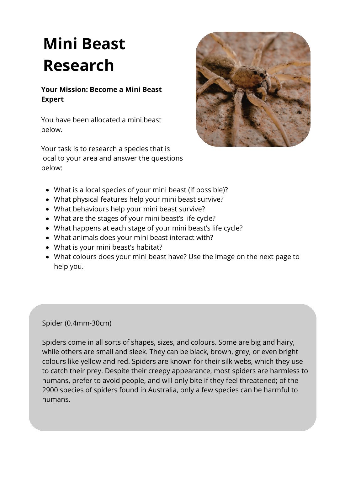 First page of Mini Beast Research Spider Worksheet