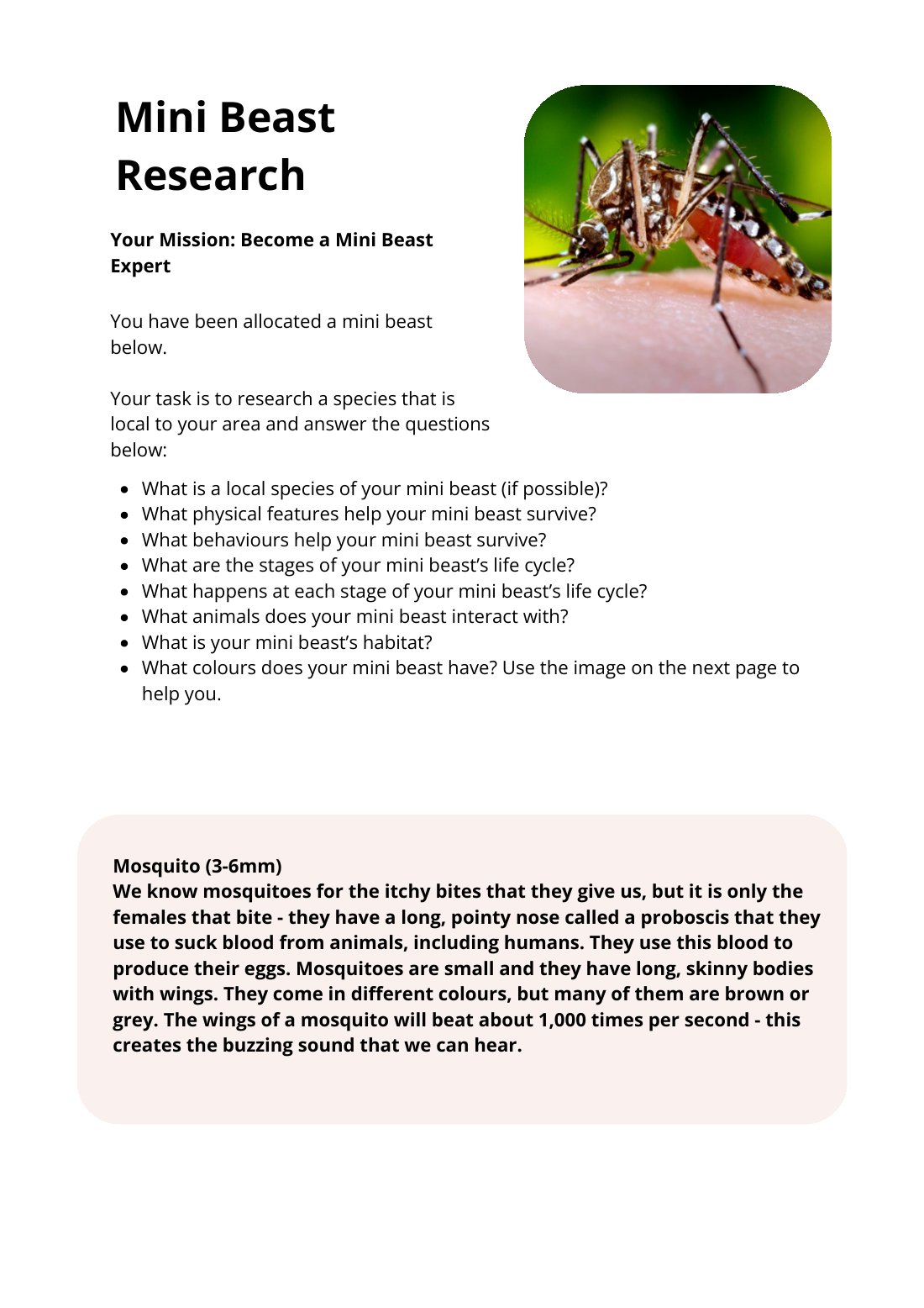 First page of Mini Beast Research Mosquito Worksheet