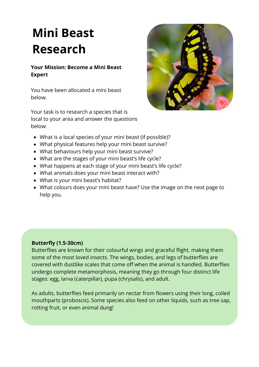 First page of Mini Beast Research Butterfly Worksheet