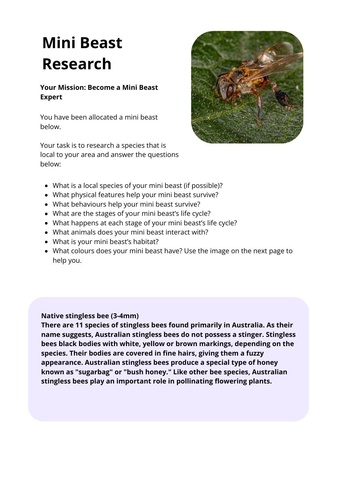 First page of Mini Beast Research Native Stringless Bee Worksheet