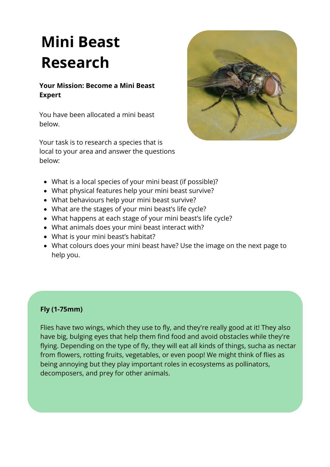 First page of Mini Beast Research Fly Worksheet