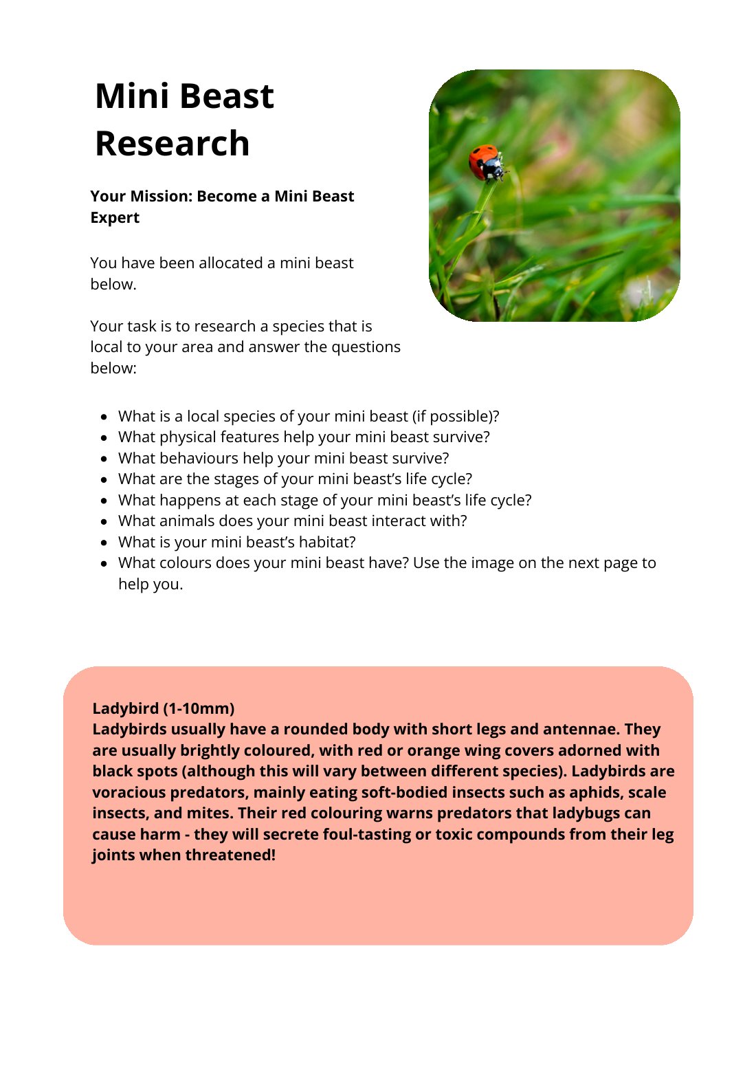 First page of Mini Beast Research Ladybird Worksheet