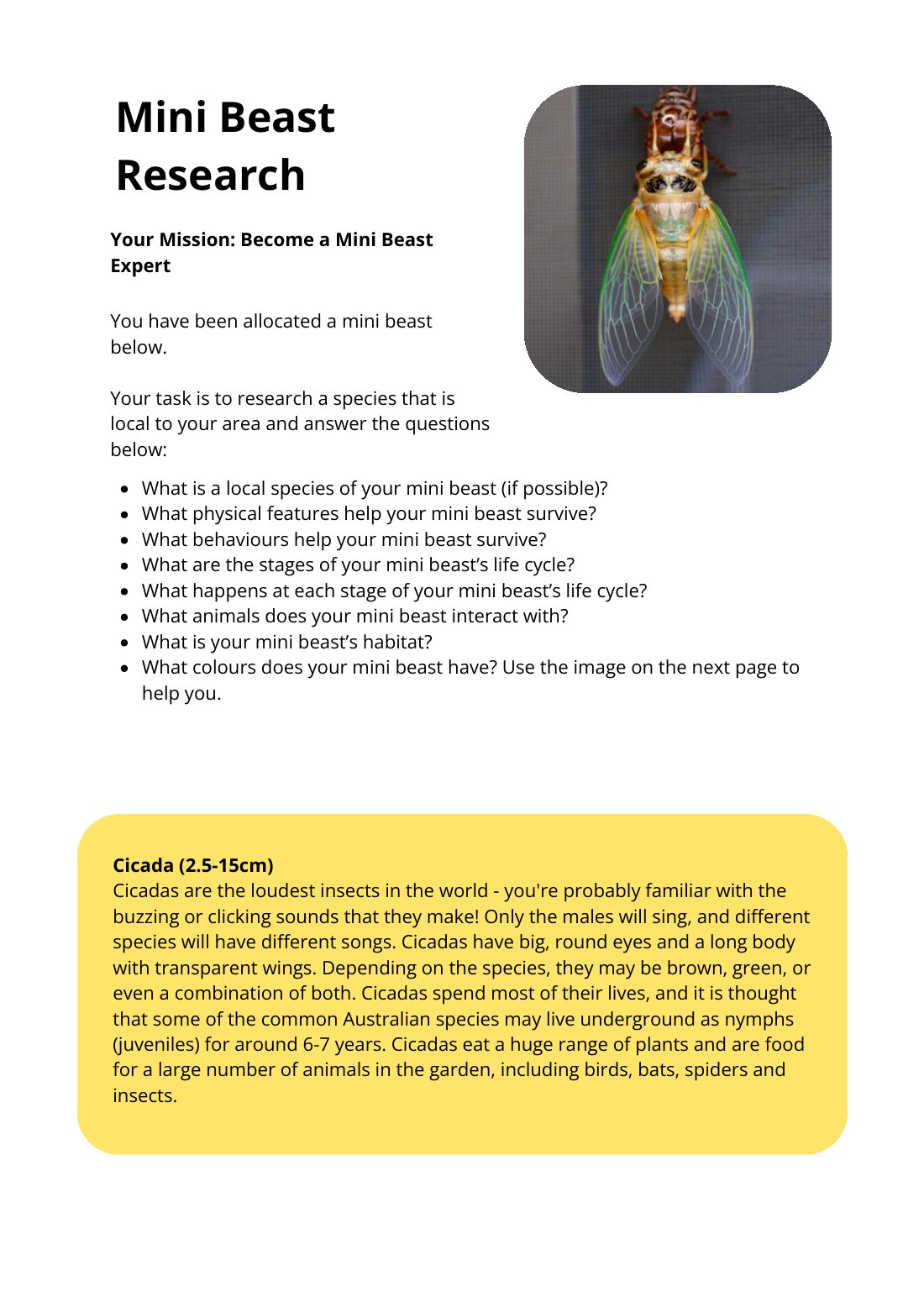 First page of Mini Beast Research Cicada Worksheet
