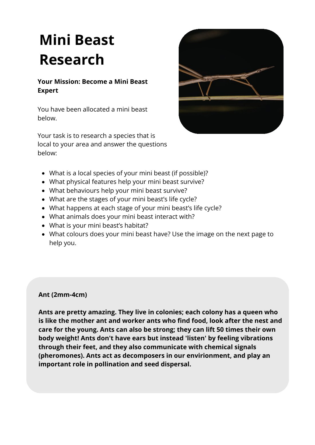 First page of Mini Beast Research Ant Worksheet