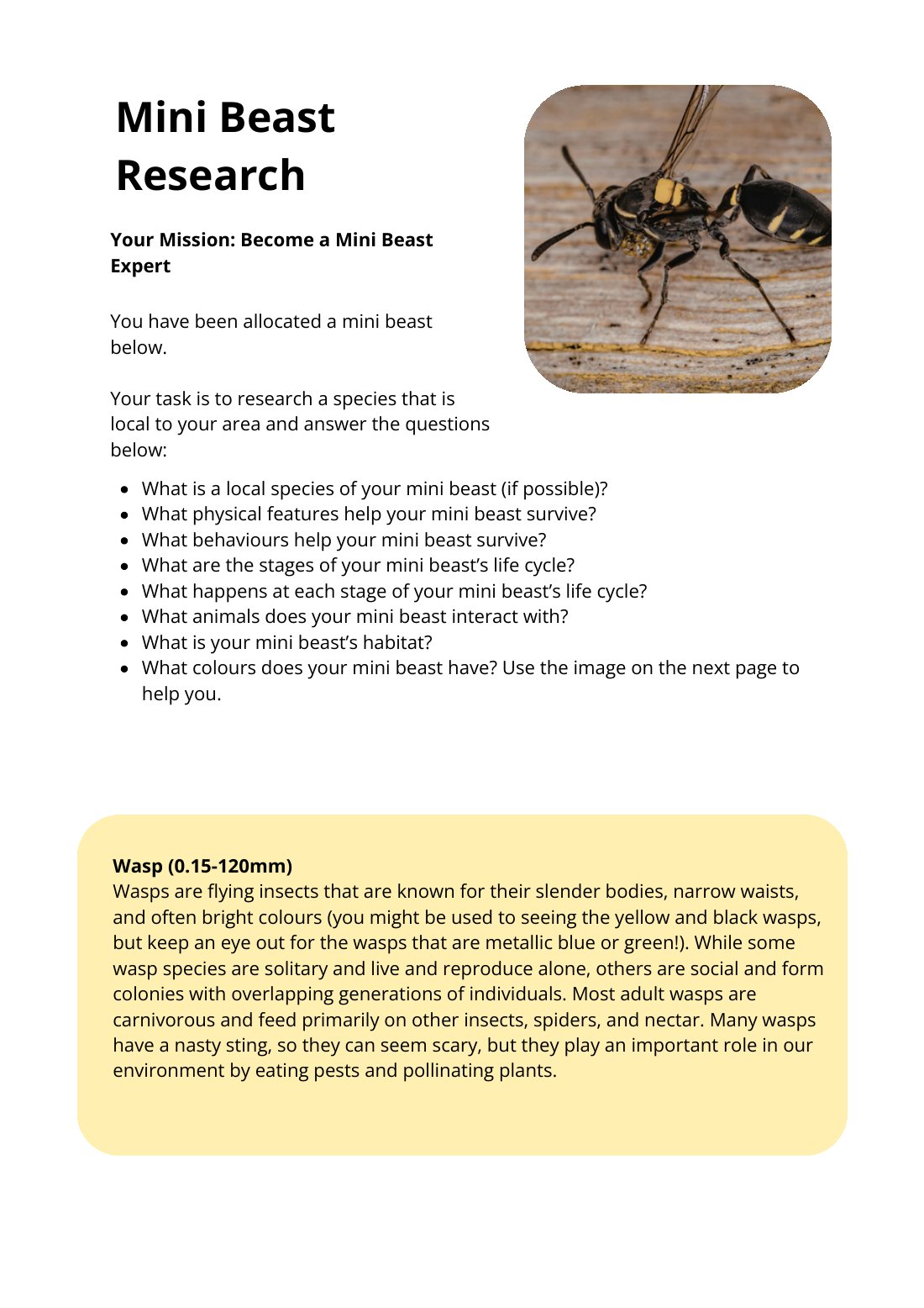 First page of Mini Beast Research Wasp Worksheet