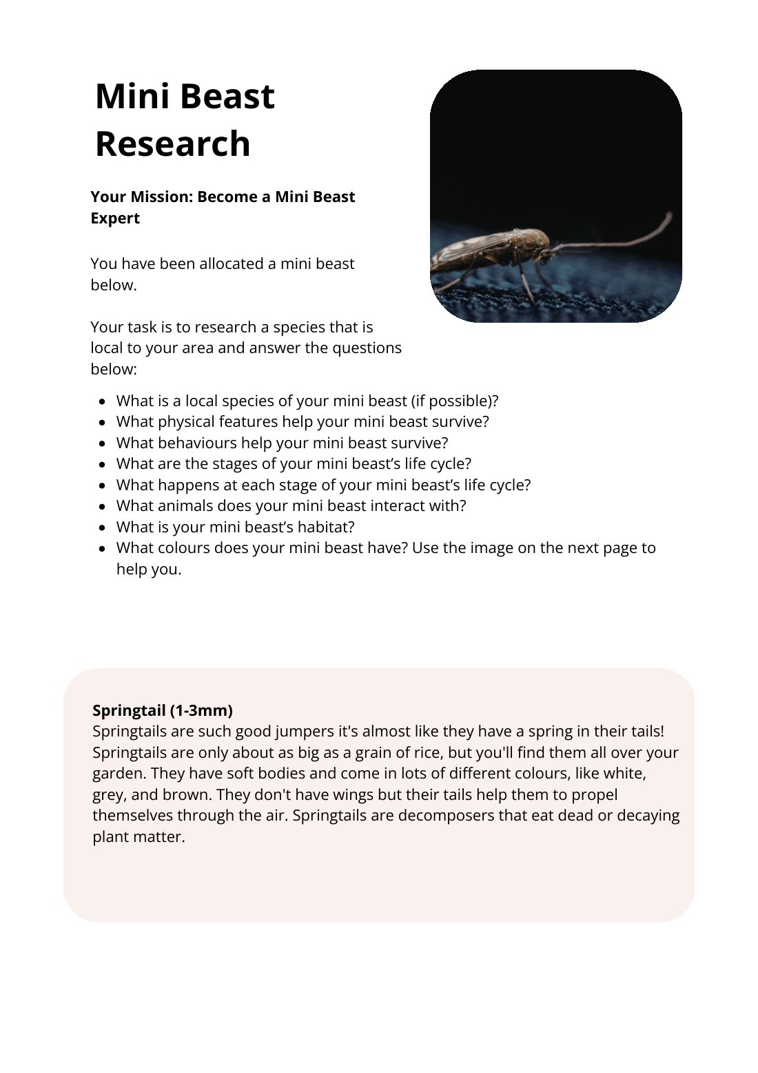 First page of Mini Beast Research Springtail Worksheet