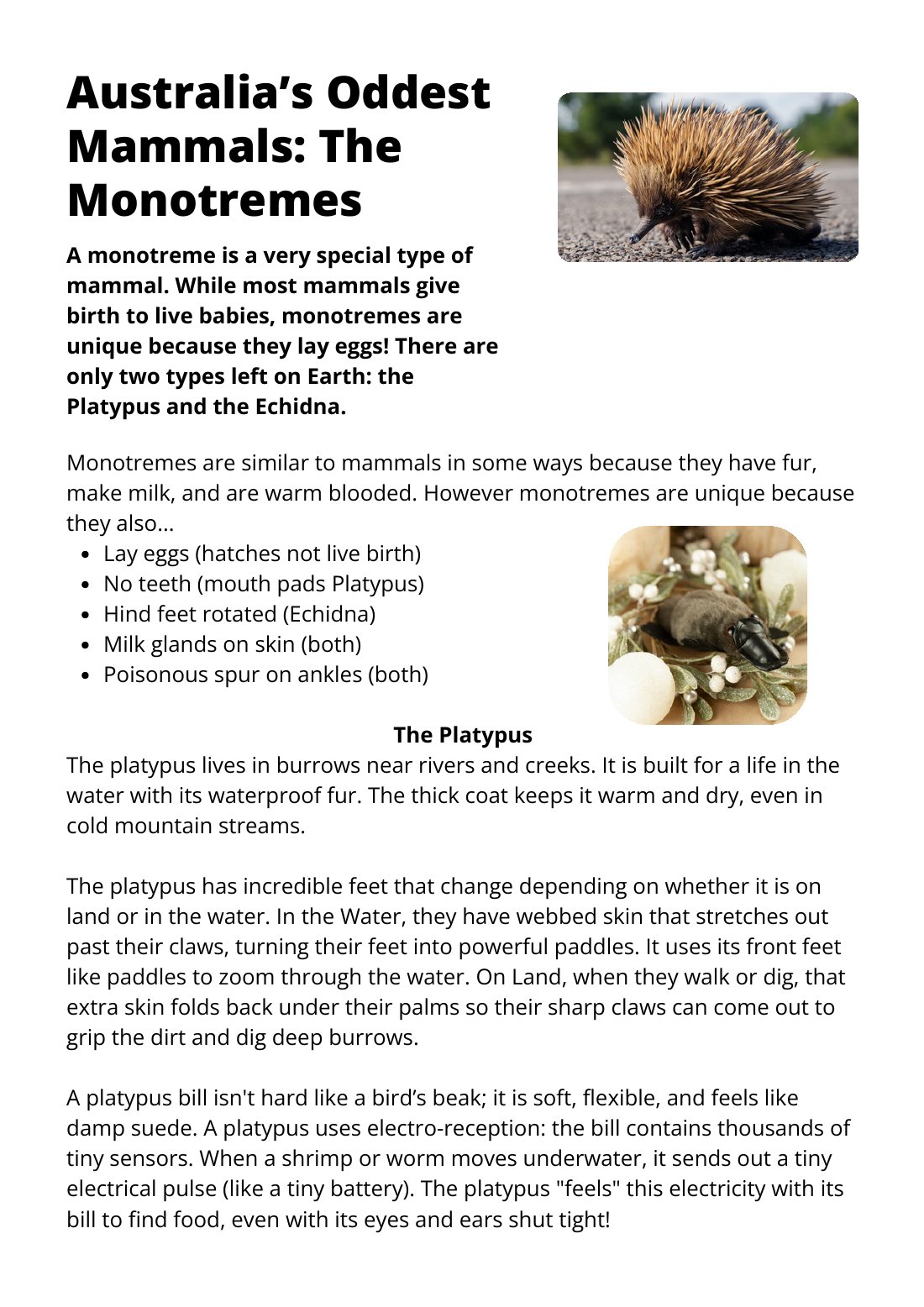 First page of Australia's Oddest Mammals The Monotreme worksheet