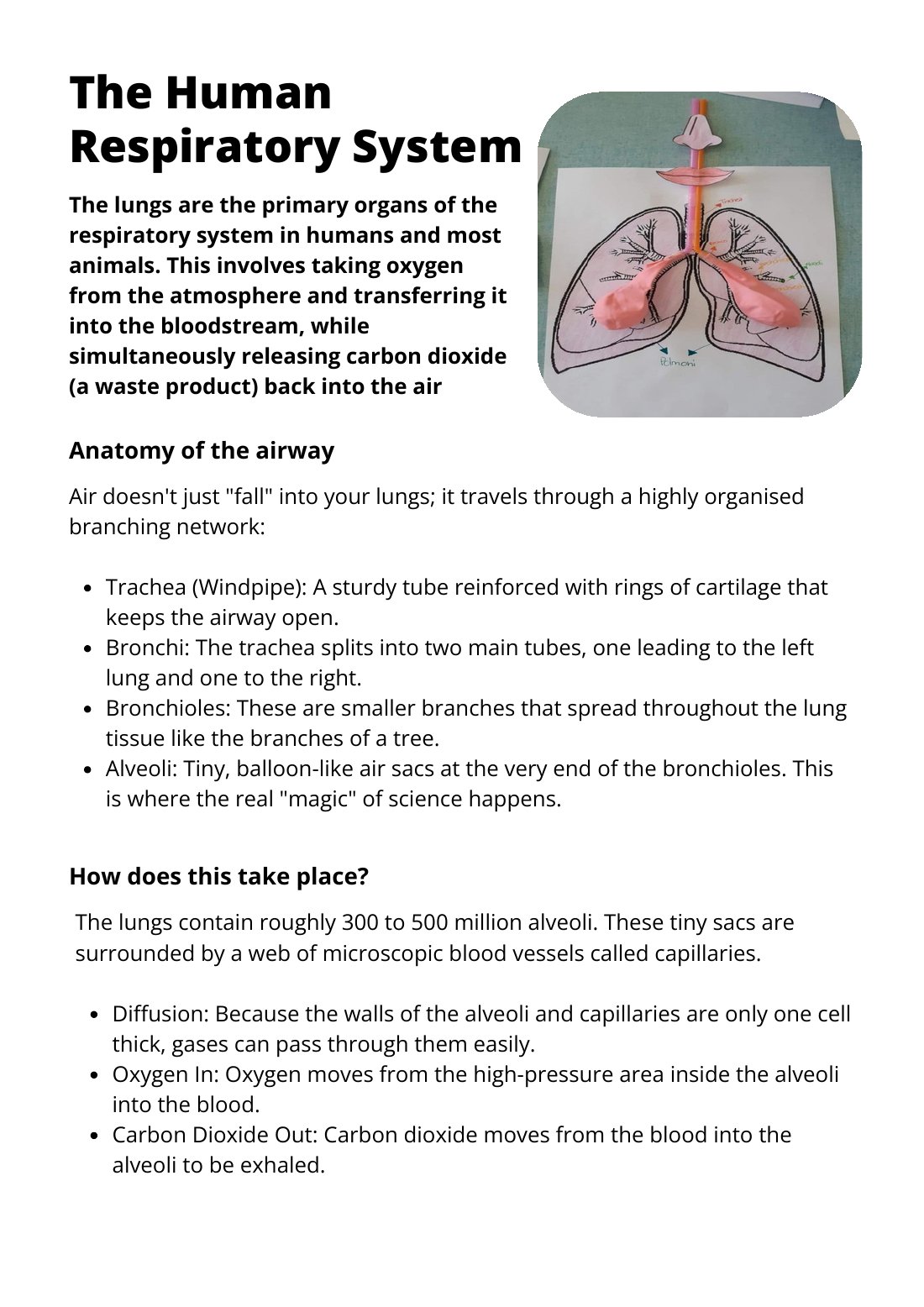 First page of The Human Respriatory System Worksheet