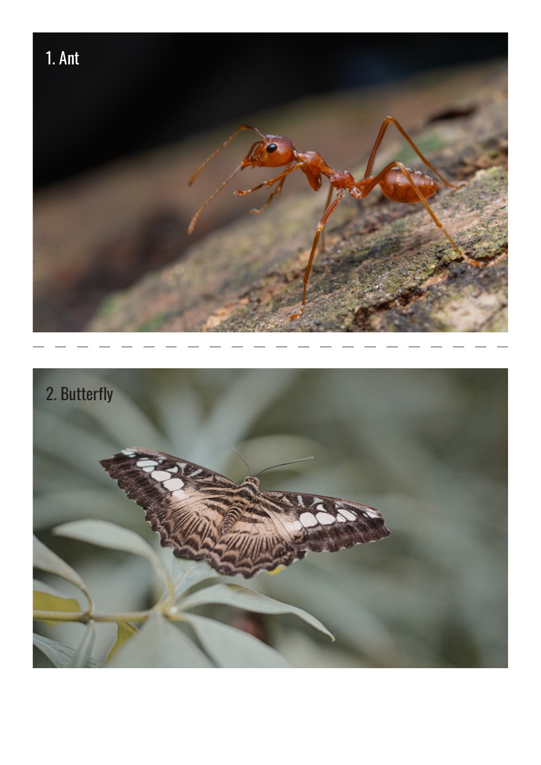 First page of Invertebrate Identification Flashcards Worksheet