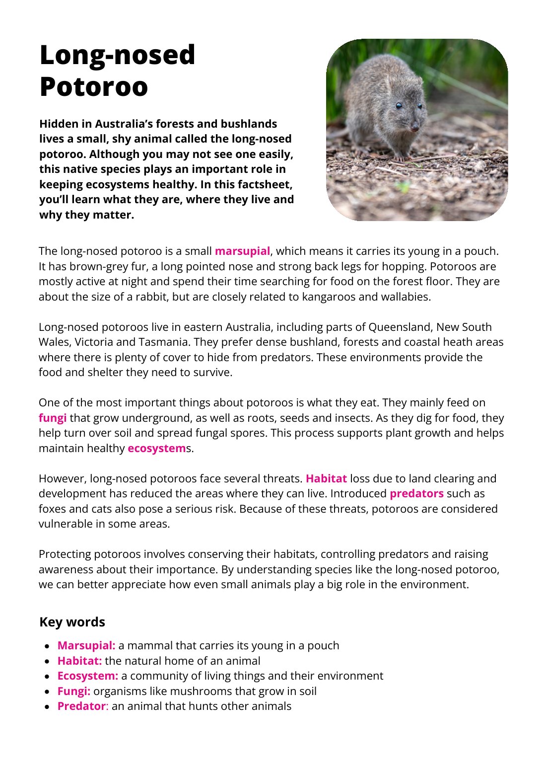First page of Long-nosed Potoroo Factsheet