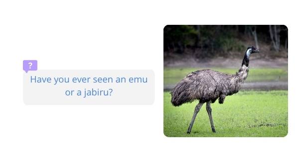 Emu and the Jabiru Education Presentation — slide 9
