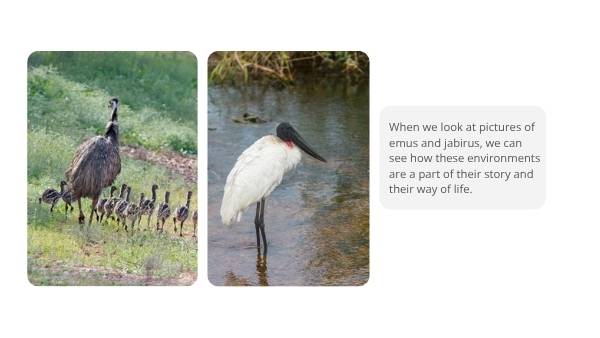 Emu and the Jabiru Education Presentation — slide 10