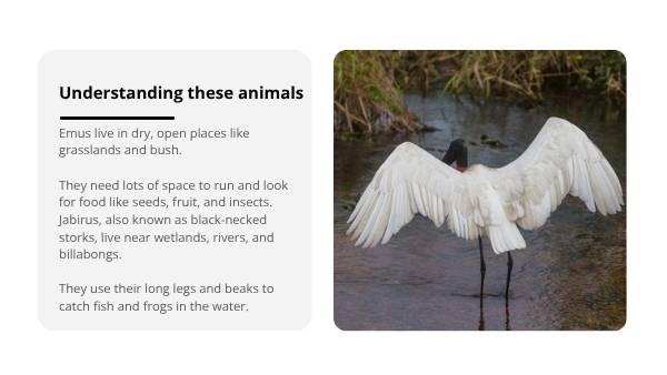 Emu and the Jabiru Education Presentation — slide 11
