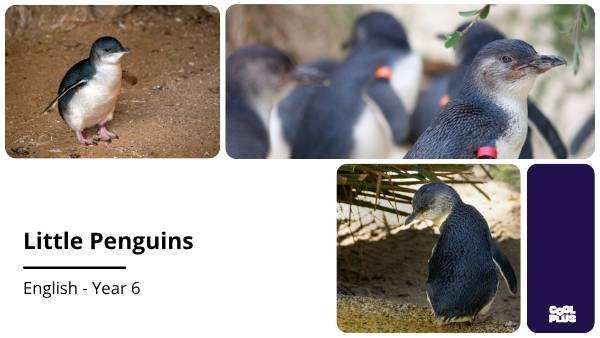 Little Penguins Education Presentation — slide 1