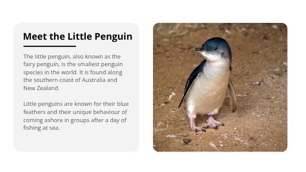 Little Penguins Education Presentation — slide 3