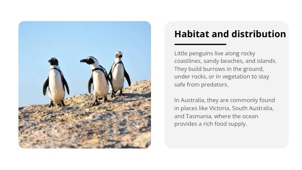 Little Penguins Education Presentation — slide 4