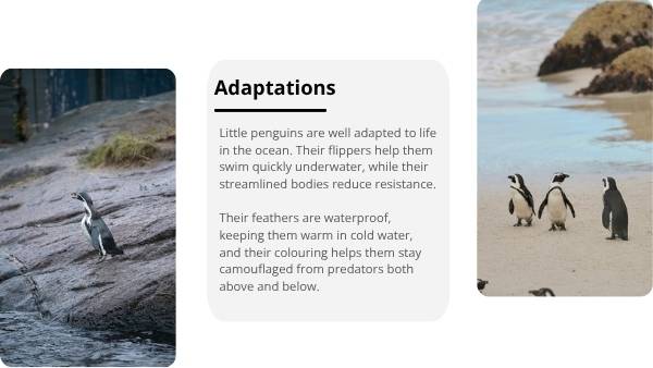 Little Penguins Education Presentation — slide 5