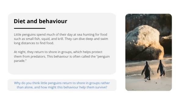 Little Penguins Education Presentation — slide 6