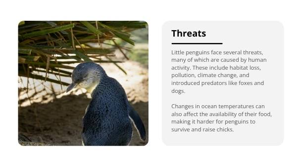 Little Penguins Education Presentation — slide 7