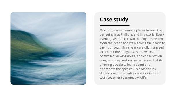 Little Penguins Education Presentation — slide 8