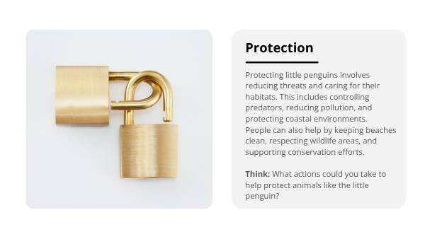 Little Penguins Education Presentation — slide 9
