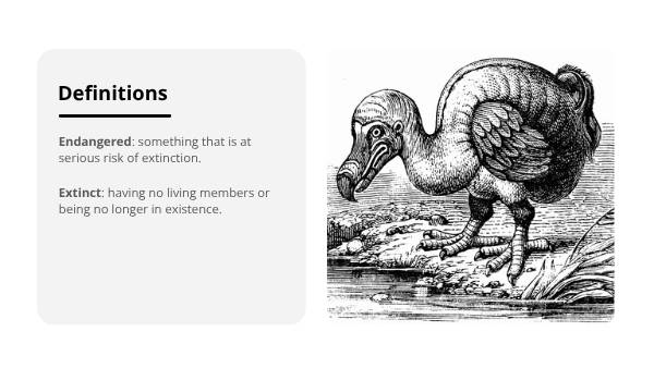 Endangered or Extinct Language Education Presentation — slide 5