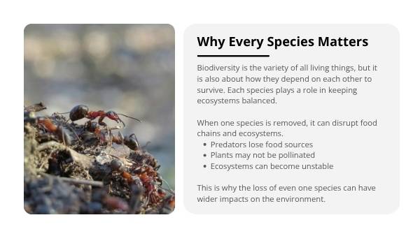 Biodiversity and Human Impact Education Presentation — slide 4