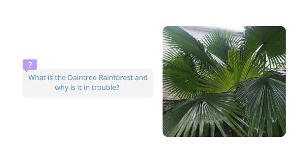 Daintree Rainforest Education Presentation — slide 4