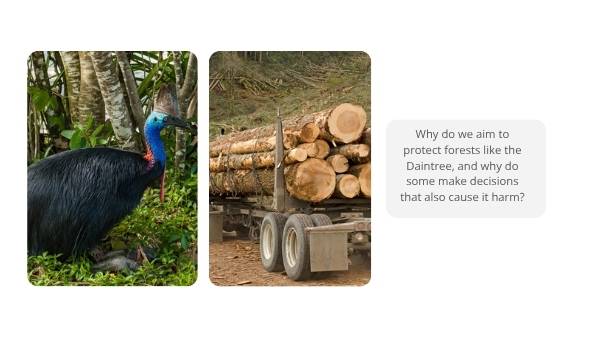 Daintree Rainforest Education Presentation — slide 6