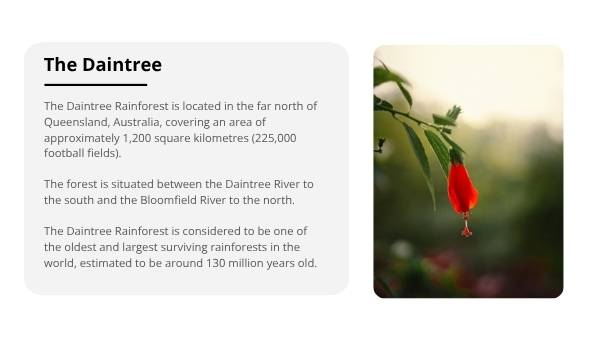 Daintree Rainforest Education Presentation — slide 8