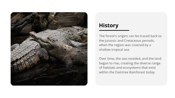 Daintree Rainforest Education Presentation — slide 9