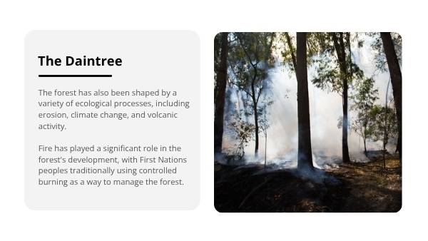 Daintree Rainforest Education Presentation — slide 10