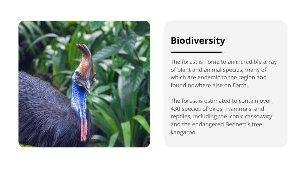 Daintree Rainforest Education Presentation — slide 12