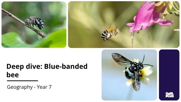 Deep Dive: Blue - Banded Bees Education Presentation — slide 1