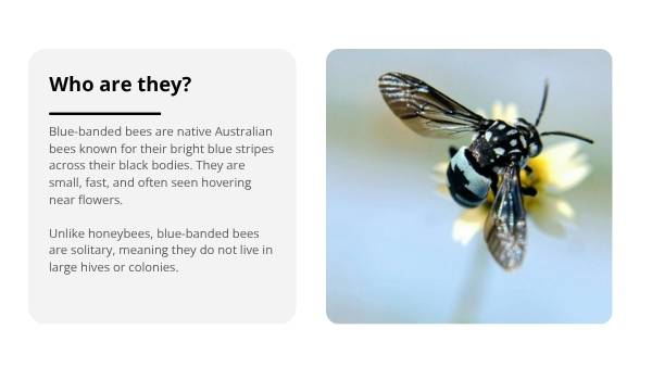 Deep Dive: Blue - Banded Bees Education Presentation — slide 3