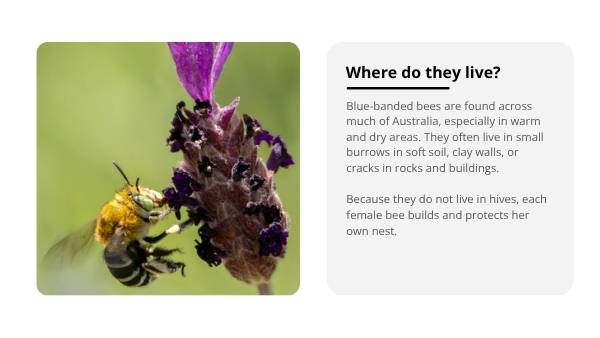 Deep Dive: Blue - Banded Bees Education Presentation — slide 4